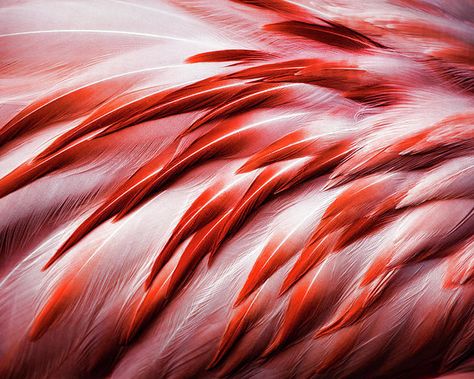 Close-up Of Flamingo Feathers Poster by Karen Ulvestad. All posters are professionally printed, packaged, and shipped within 3 - 4 business days. Choose from multiple sizes and hundreds of frame and mat options. Parrot Feather, Feather Photography, Feather Wallpaper, Purple Feather, Orange Bird, Green Bird, Red Feather, Beautiful Figure, Pink Feathers