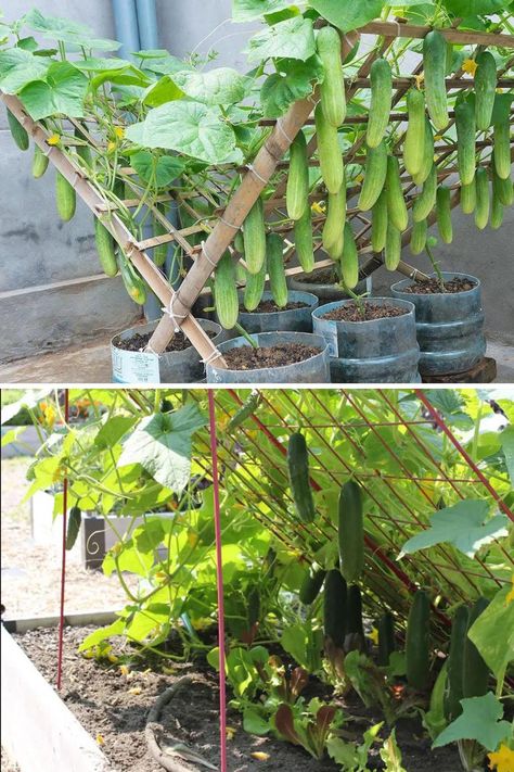 Gardening Soul - You’re Doing It All Wrong. How to Grow... Cucumbers Trellis, Trellis Ideas Garden, Outdoor Trellis Ideas, Plants Trellis, Rustic Trellis, Garden Trellis Ideas, Raised Garden Bed Plans, Vine Trellis, Trellis Ideas