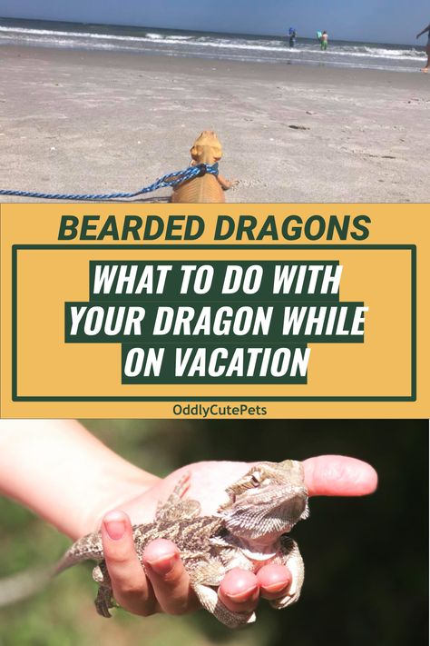 Going on vacation and wondering how to handle your bearded dragon? That's what you'll learn in this guide. [DETAILS] Bearded Dragon Lighting, Bearded Dragon Setup, Bearded Dragon Terrarium Ideas, Dragon Terrarium, Dragon Food, Dragon Facts, Animal Tips, Bearded Dragon Terrarium, Bearded Dragon Enclosure