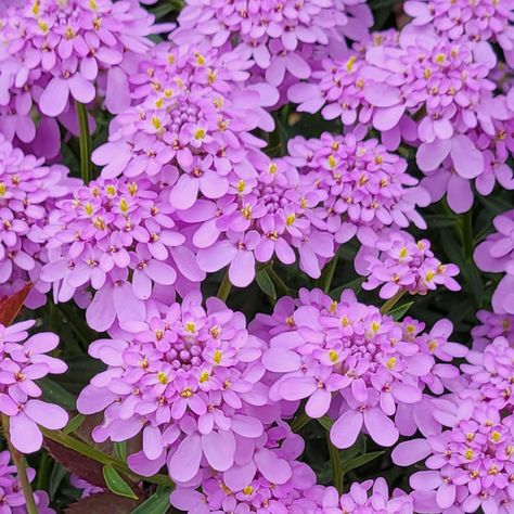 Iberis Mermaid Lavender Candytuft - Sugar Creek Gardens Candytuft Flower, Perennial Border, Lavender Plant, Garden Edging, Lilac Flowers, Plant Flower, Garden Stuff, St Louis Missouri, Organic Matter