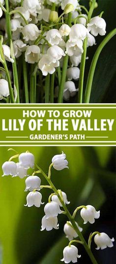 Finding the right flowering plants for your shade garden can be problematic, and early blooming and fragrant varieties can be few and far between. Luckily, there�s lily of the valley, a happy-to-spread and pleasantly scented addition that fits in those ne Horticulture Projects, Wet Garden, Plant Beds, Shaded Garden, Growing Lilies, Texas Plants, Flowers Lily, Lily Of The Valley Flowers, Valley Flowers