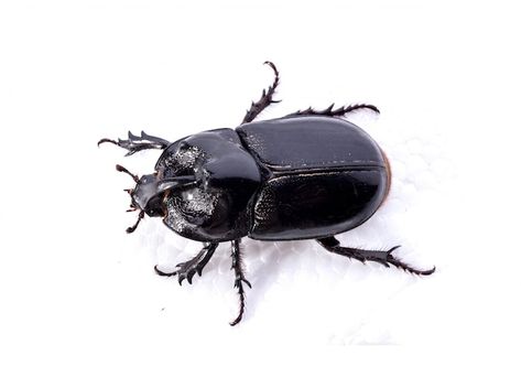 Top view of black beetle on white backgr... | Free Photo #Freepik #freephoto #bug #fauna #wildlife #insect Black Beetle, Cedar Oil, Bug Collection, Warning Signs, Top View, Free Photo, Reaction Pictures, Dankest Memes, Free Photos