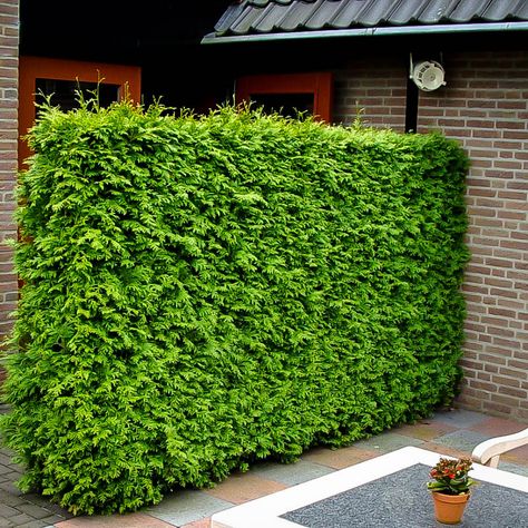 Thuja Hedge Green Giant Tree, Bamboo Image, Decorative Fence Panels, Green Giant Arborvitae, Thuja Green Giant, Shrubs For Privacy, Garden Privacy Screen, Thuja Occidentalis, Garage Door Styles