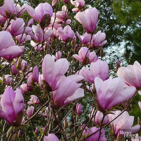 I do most of my gardening in containers and would love to have a magnolia in my home landscape. Saucer Magnolia Tree, Magnolia Jane, Bradford Pear Tree, Magnolia Soulangeana, City Tree, Blooming Trees, Fast Growing Trees, Magnolia Trees, Citrus Trees