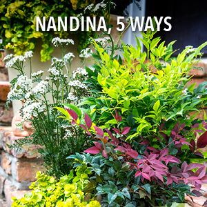 5 Ways to Use Compact Nandinas from Southern Living in Your Landscape  Bursting with color and texture, nandina is a surefire way to add dimension and interest to a landscape. Here are five ways to put it to use.  #nandinas #compact #noninvasive #southernliving #landscapeplants #foundationplants #fallcolor Nandina In Containers, Nandina Landscaping Front Yards, Flirt Nandina Landscaping, Gulfstream Nandina, Obsession Nandina Landscaping, Nandina Obsession, Nandina Gulf Stream, Blush Pink Nandina, Nandina Companion Plants