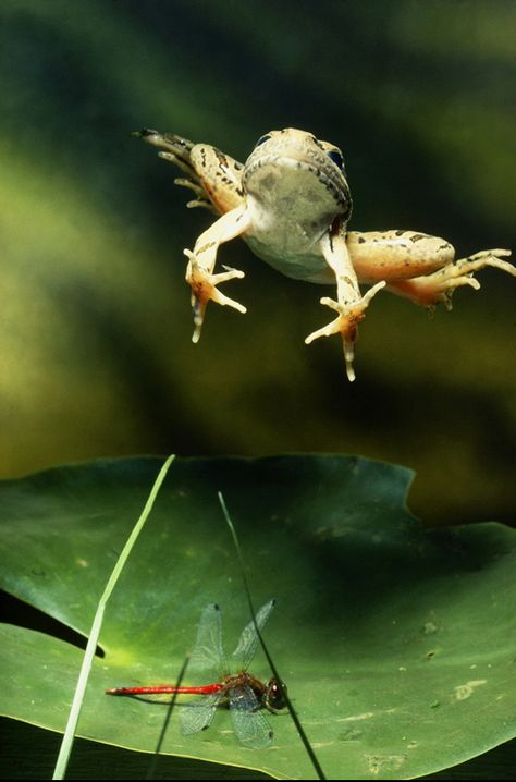 Amazing Animal Action Photos Frog jumping over dinner? A Dragon Fly. Frog Jumping, Jumping Frog, Animal Action, Funny Frogs, Incredible Creatures, Rare Animals, Lily Pond, A Frog, Frog And Toad