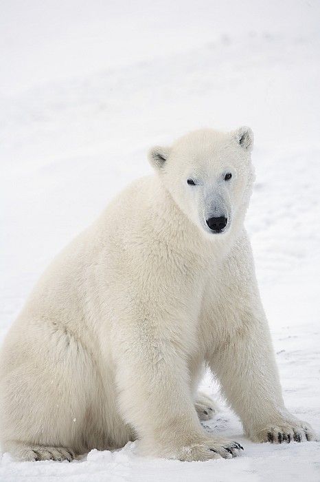 Canada Poster, Churchill Manitoba, Bear Pics, Dark Planet, Sea Mammal, Snow Photoshoot, Baby Polar Bears, Albino Animals, Mural Inspiration