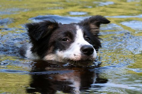 Keeping Her Head Above Water | Flickr - Photo Sharing! Border Collie Training, Head Above Water, Go Dog Go, Sheep Dogs, Border Collie Dog, Border Collies, Like Animals, 12 Weeks, Beautiful Family