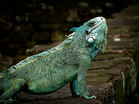 Iguana at Devils Island-French Guiana Fruit Bats, Culture Project, British Guiana, Visit San Francisco, Fruit Bat, Wild Kingdom, European City, San Francisco City, Chameleons