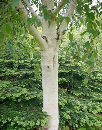 Betula utilis var. jacquemontii 'Grayswood Ghost', Himalayan Birch 'Grayswood Ghost', Betula utilis var. jacquemontii 'Grayswood', Tree with fall color, Fall color, Attractive bark Tree, Chinese white Birch, White Bark Trees, European White Birch, Birch Trees Garden, Betula Utilis, Deer Garden, River Birch, Flowering Cherry Tree, Specimen Trees, Zone 5