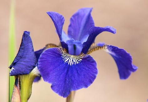 How to Grow and Care for Siberian Iris Iris Plant, Iris Sibirica, Siberian Iris, Erosion Control, Bearded Iris, Herbaceous Perennials, Bluish Green, Flower Border, Seed Pods