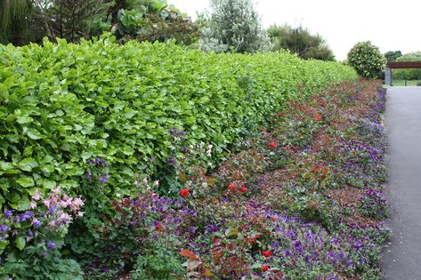 Griselinia littoralis Hedge Garden Ideas, Griselinia Hedge, Hedge Garden, Bay Of Islands, Coastal Gardens, Hedge Trimmers, Clay Soil, Top Soil, Soil Improvement