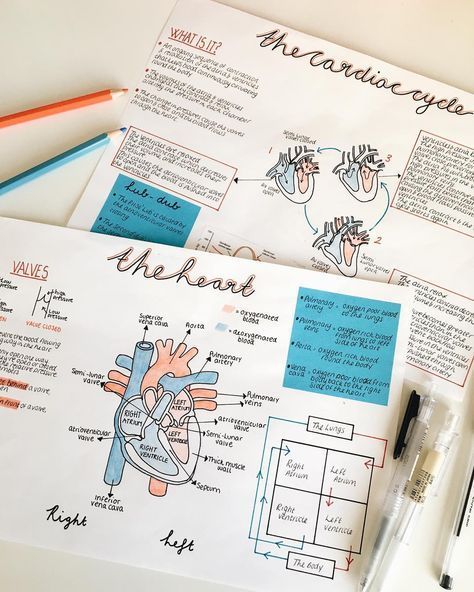 Heart Diagram, Notes Inspo, Note Ideas, College Notes, Nursing School Survival, Bullet Journal Notes, Nursing School Notes, Aesthetic Notes, Medical School Studying