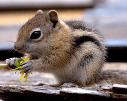 chipmunk. Baby Chipmunk, Government Grants, Cute Squirrel, National Park Service, Cute Animal Pictures, Hamsters, Woodland Creatures, Rodents, Sweet Animals