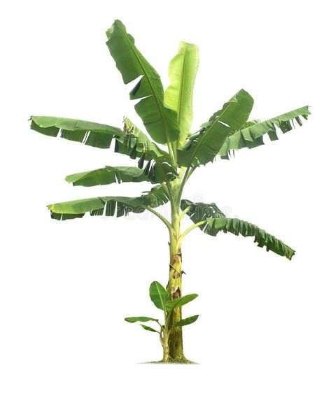 Banana tree isolated on a white background with clipping paths royalty free stock images Banana Tree Png, Banana Tree Drawing, Banana Tree Wallpaper, Plants White Background, Banana Trees, Banana Plant, Watercolor Scenery, Best Wallpaper Hd, Food Wall Art