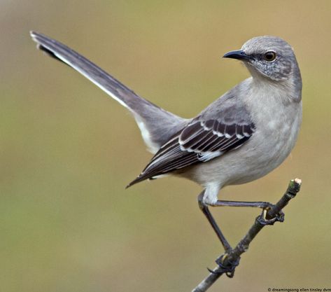 I've decided that a mockingbird will be my next tattoo. Mockingbird Tattoo, Dusk Maiden Of Amnesia, Mocking Birds, Faith Church, Black Panthers, State Birds, To Kill A Mockingbird, Backyard Birds, Bird Pictures