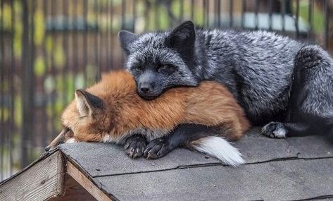 Red fox & color morph silver fox, both Vulpes vulpes Regnul Animal, Fox Pictures, Live Animals, Pet Fox, Fox Art, Wild Dogs, Cute Fox, Red Fox, Sweet Animals