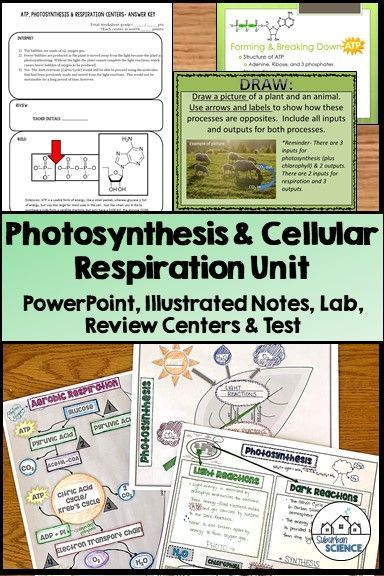 Are you teaching basic cellular processes like photosynthesis Light Dependent Reaction, Photosynthesis Projects, Photosynthesis Lab, Environmental Science Activities, Photosynthesis Activities, Photosynthesis And Cellular Respiration, School Biology, Cellular Respiration, Lab Activities