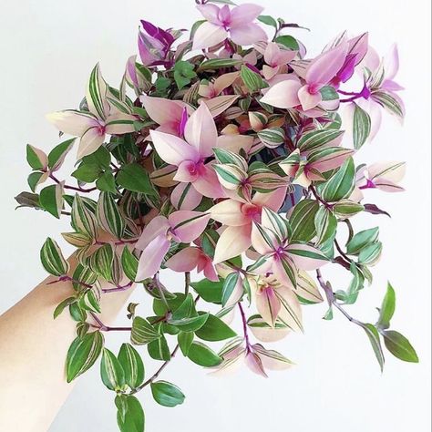 Pink Houseplants, Wandering Jew Plant, Pink Plants, Wandering Jew, نباتات منزلية, Alpine Plants, Plant Wishlist, Pink Plant, Garden Types