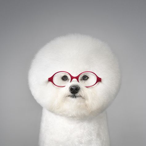 Bijon Frise - An Intellectual Dog Bijon Frise, Pin Ideas, Fluffy Animals, Bichon Frise, Cute Creatures, Baby Dogs, Mans Best Friend, Eye Glasses, Bones Funny