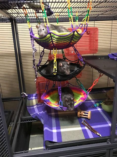 Diy Rat Climbing Toys, Rat Enclosure Diy, Dollar Store Rat Cage Accessories, Diy Rats Toy, Pet Rats Cages Diy, Rat Room Ideas, Halloween Rat Cage, Rat Cages Ideas, Diy Rat Cage Accessories Homemade