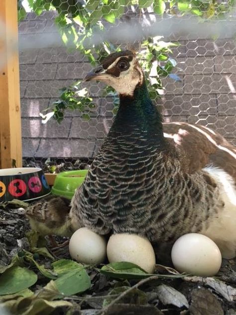 Mama nesting her eggs Peacock Shelter, Peacock Habitat, Peacock In Garden, Peacock Eggs, Peacock Farm, Wild Chicken, Peacock And Peahen, Peacock Images, Farm Lifestyle