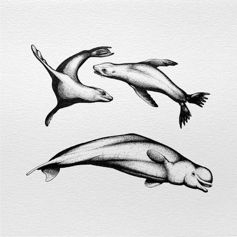 Dominic Sylvain’s Instagram photo: “Sea Lions and Cheeky Beluga *Béluga disponibles* *Lions de mer réservés* #marinelife#beluga#sealion” Sea Lion Illustration, Seal Tattoo Design, Sea Lion Tattoo, Ocean Museum, Linoprint Ideas, Sea Lion Art, Seal Tattoo, Photo Sea, Lion Sketch