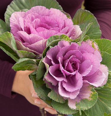 Sunset  Ornamental Kale Johnny's Selected Seeds - Superior Seeds & Gardening Tools Flowering Kale, Cabbage Seeds, Ornamental Cabbage, Ornamental Kale, Long Vase, Plant Spacing, How To Grow Taller, Fresh Cut Flowers, Growing Indoors