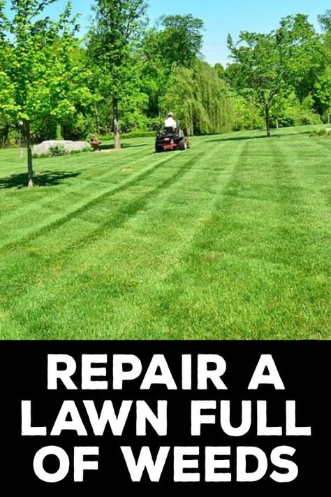 A lawn full of weeds can ruin the overall look of your house. It also makes it difficult for children to play and roam around freely. Instead of changing the grass, which can be a costly option, you can repair your existing lawn. Here are some ways to repair a lawn full of weeds: 1. Weed Control 2. Soil Testing 3. Raking and Mowing 4. Overseeding 5. Watering 6. Fertilizing 7. Mowing Frequently  #lawnmaintenance #weedsinlawn #nopesticides  You Can Also Check This Out to https://diyquickly.com/how Killing Weeds In Lawn, Reseeding Lawn, Fall Lawn Maintenance, Yard Hacks, Lawn Care Diy, Grass Seed Mat, Paradise House, Lawn Sprinkler System, Lawn Repair