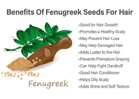 Revitalize Your Hair Naturally: Experience the Benefits of Fenugreek Seeds for your hair and know how to use it. Fenugreek Benefits For Hair, Fenugreek Seeds For Hair Growth, Benefits Of Fenugreek Seeds, Seeds For Hair Growth, Benefits Of Fenugreek, Fenugreek Benefits, Best Hair Conditioner, Help Hair Growth, Strengthen Hair Follicles