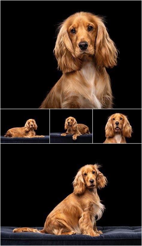 Brodie the Cocker Spaniel - Scottish Dog Photography Dog Poses Pet Photography, Dog Portraits Photography, Cocker Spaniel Colors, Cokers Spaniel, Pet Photography Ideas, Cocker Spaniel Photoshoot, Scottish Dog, Pet Photography Poses, Dog Photoshoot Pet Photography