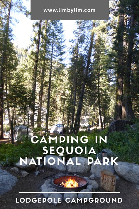 Sequoia Camping, Dreamy Vacation, Sequoia National Park Camping, Channel Islands National Park, Visit Yellowstone, California Camping, Best Campgrounds, Kings Canyon National Park, Black Bears