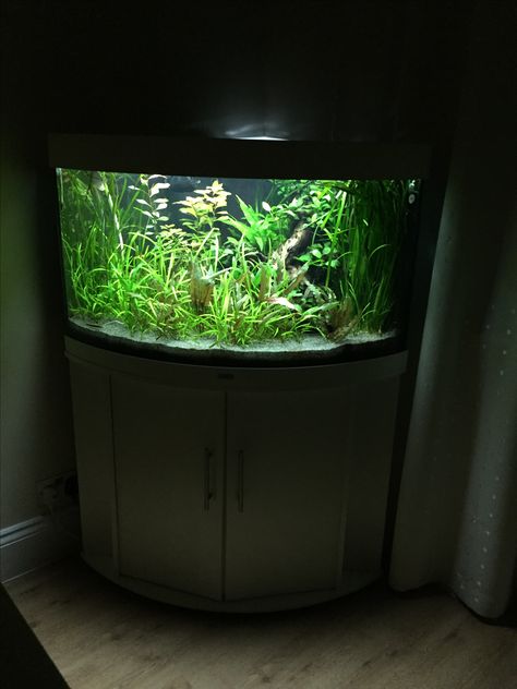 Bow Front Aquarium, Aquascape Aquarium, Fish Tanks, Fishing Life, Aquarium Decorations, Aquascaping, Freshwater Aquarium, Planted Aquarium, Aquarium Fish