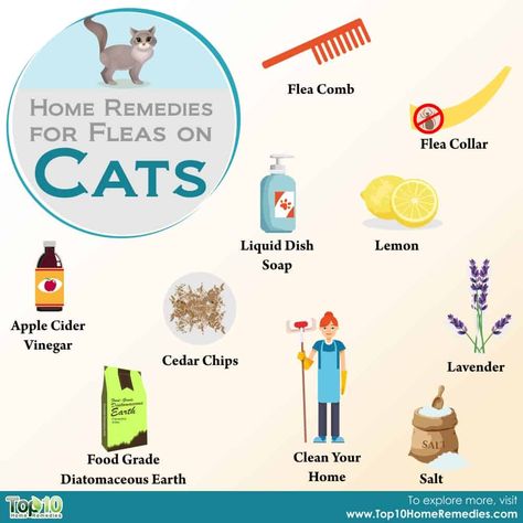 Flea Bath For Cats, Diy Flea Killer, Fleas On Kittens, Fleas On Cats, Fleas Home Remedies, Natural Flea Remedies, Essential Oils For Fleas, Home Remedies For Fleas, Flea Remedies