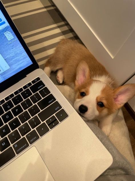 Baby Corgi Puppies, Corgi Puppy Aesthetic, Aesthetic Puppy Names, Unique Dog Names, Remedies For Allergies, Names Male, Baby Corgi, Cute Corgi Puppy, Natural Remedies For Allergies