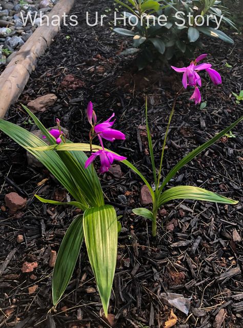 10 Best Perennials for Shade - Hardy ground orchid.  This terrestrial orchid, Bletilla striata or Chinese ground orchid, is hardy to zone 5 through 9. Ground Orchids Landscaping, Perennials For Shade, Best Perennials For Shade, Part Shade Plants, Shade Loving Shrubs, Ground Orchids, Shade Loving Perennials, Green Roofs, Lenten Rose