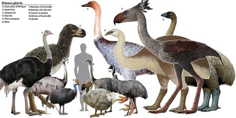 The Largest Known Birds: Elephant Birds - 8 Giant Prehistoric Animals That Was Dominating the World - EnkiVillage Ostrich Farm, Extinct Birds, Prehistoric Wildlife, Prehistoric World, Flightless Bird, Ancient Animals, Paleo Art, Extinct Animals, Prehistoric Creatures