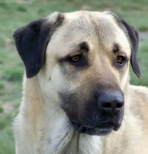 Kangal Dog Puppies, Anatolian Shepherd Brindle, Kangal Shepherd, Guardian Dog, Kangal Dog, Patina Farm, Livestock Guardian Dog, Livestock Guardian, Anatolian Shepherd