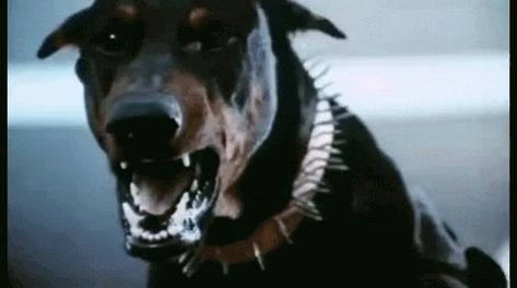 Angry Dog GIF - Angry Dog Mad - Discover & Share GIFs Pitbull Gif, Angry Pitbull, Gif Angry, Angry Dog, Dog Animation, Scary Dogs, Beware Of Dog, Doberman Dogs, Dog Biting