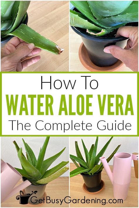 How often should you water aloe vera? It’s a question often posed by new gardeners because it can be tricky to learn the right amount. I’ve created this guide to walk you through exactly how to water an aloe vera plant correctly by answering that and other common questions. Learn when to water, how to check if they’re too dry or too wet, how much they need, and what techniques you should use to hydrate them. You’ll know everything you need to water your aloe vera for the best sustained health. Harvesting Aloe, Propagate Aloe Vera, Aloe Plant Care, Fresh Aloe Vera, Brown Spots Removal, Aloe Vera Plant, Aloe Plant, Aloe Leaf, Plant Health