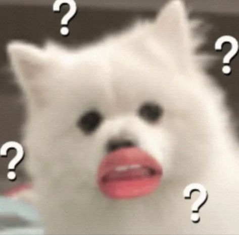 Wechat Sticker, Dog Emoji, Kitty Funny, Puppies Cute, Cute Anime Profile Pictures, Silly Animals, Me Too Meme, Cute Aesthetic, Meme Template