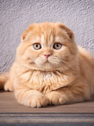 12 races félines qui vous rendront encore plus dingues des chats Scottish Fold Cat Orange, Scottish Fold Cats, Breeds Of Cats, Scottish Fold Cat, Fold Cat, American Curl, Munchkin Cat, Dream's Cat, Rex Cat