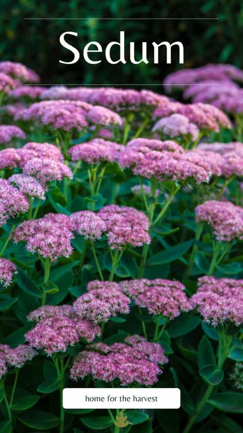 Sedum plants are beautiful, yet hardy succulents that are fun because they consist of a large variety of shapes and colors. Because they are so stunning and striking, they can be a wonderful addition to the landscape or just to show off as an amazing ornamental. Read on to learn all about Sedum plants. Flowering Kale, Sedum Plant, Tiny White Flowers, Indoor Flowers, Front House Landscaping, Love Garden, Flowers Perennials, Flower Farm, Autumn Garden