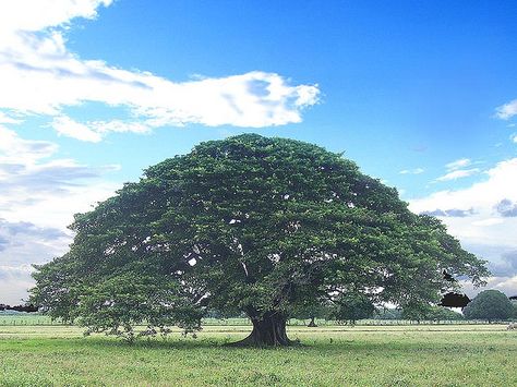 Arbol Nacional de Costa Rica Nicaragua, Travel Journal, Costa Rica, Travel Destinations, Mural, Collage, Travel, Pins