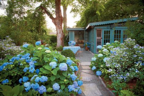 Blue Hydrangea Macrophylla When To Plant Hydrangeas, French Hydrangea, Hydrangea Varieties, Southern Living Plants, Hydrangea Bloom, Hydrangea Garden, Blue Hydrangeas, Hydrangea Macrophylla, Planting Hydrangeas