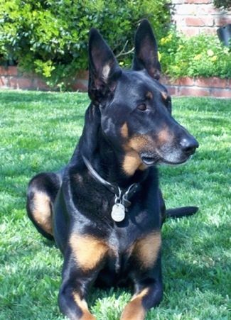 Soul Dog, Doberman Shepherd, Doberman Mix, German Pinscher, Doberman Love, Shepherd Dog Breeds, Doberman Puppy, Hybrid Dogs, Dog Mixes