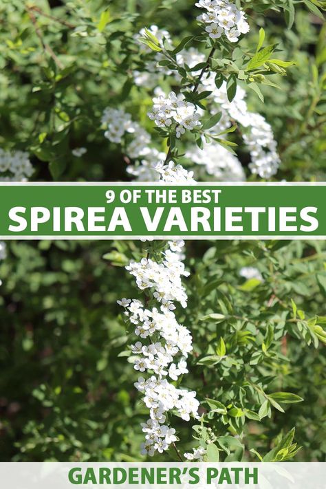 False Spirea Shrub, Bridal Veil Spirea, Candy Corn Spirea Landscaping, Spirea Companion Plants, Spirea Bush Landscaping, Snowmound Spirea, Landscaping Bushes, Japanese Spirea, Spirea Plant