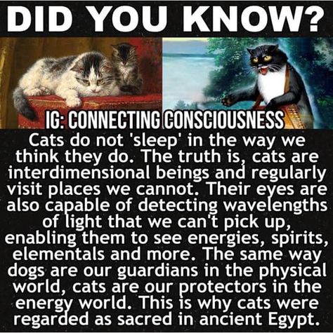 Cat Spirit Animal, Cat Spirit, Something Funny, Ancient Knowledge, Science Facts, Animal Facts, Cat Facts, Spirituality Energy, Crazy Cat Lady