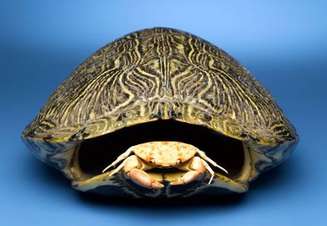 Turtle Shell Tattoo, Native American Turtle, Turtle Shells, Shell Tattoo, Shell Animals, Native American Regalia, Bone Crafts, Native American Crafts, Art Tumblr