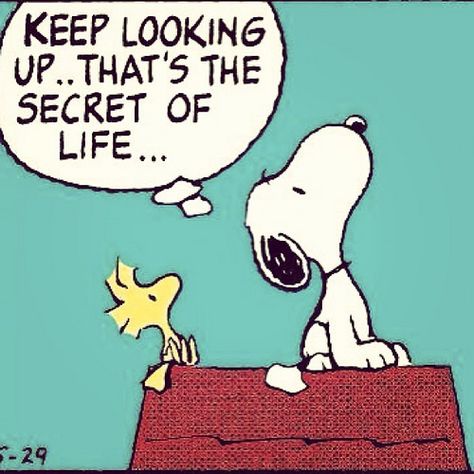 The secret of life... #snoopy #peanuts #life #happiness The Secret Of Life, Secret Of Life, Snoopy Dog, Keep Looking Up, Snoopy Cartoon, Peanuts Cartoon, Cartoon Strip, Snoopy Quotes, Snoopy Pictures